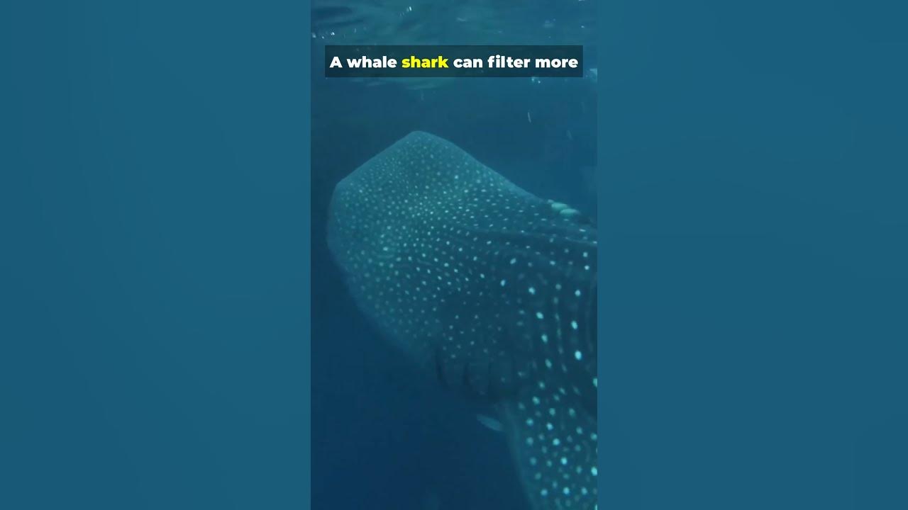 FastVictor's tweet card. Meet the Whale Shark!