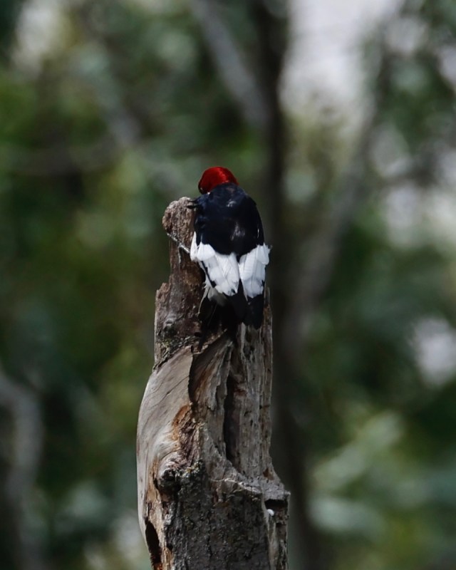 OneToad4u's tweet card. Taken with a Canon EOS R3 and their RF1200mm lens: ISO 320 f9 1/1000s​