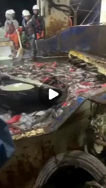 seaspiracy's tweet card. SEASPIRACY (@seaspiracy) • Instagram reel