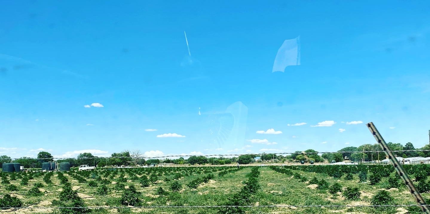 NativeUnity's tweet card. Authorities said Dineh Benally took advantage of disruptions during the COVID-19 pandemic and ran a huge pot and hemp operation near Shiprock.