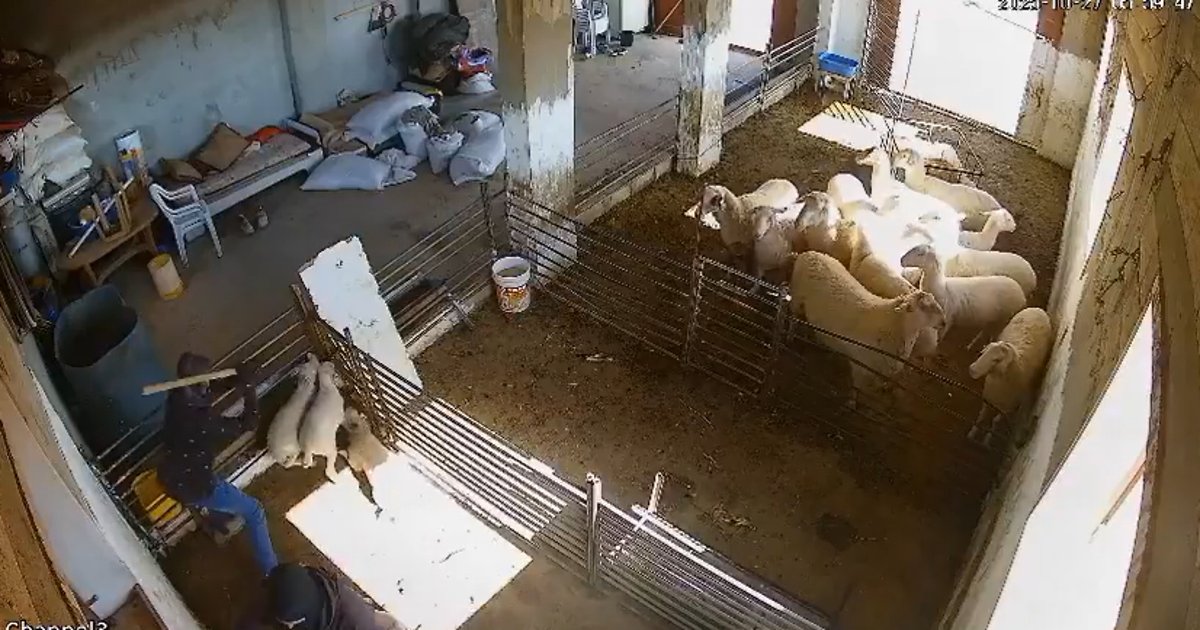 haaretzcom's tweet card. ***