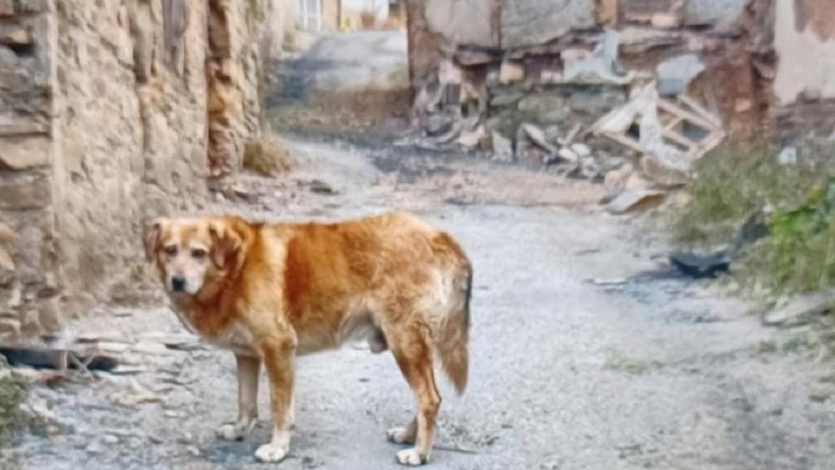 MMAddoktor's tweet card. En medio de la profunda cicatriz ambiental y humana que han dejado los incendios hay otras víctimas silenciosas: la fauna endémica que murió o perdió su hábitat; canes como Tintín, último habitante...