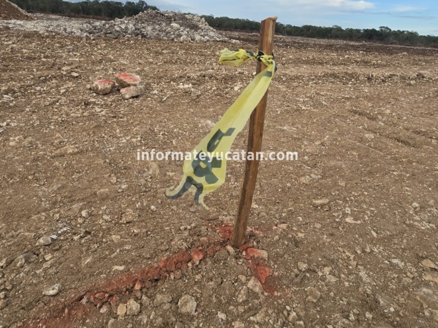 INFORMATYUC's tweet card. Ni el INAH, ni la Profepa, han podido frenar la destrucción de la antigua ciudad maya de Tzemé, en el municipio de Kinchil que pasará a dar vida a naves para crianza de pollos. Kinchil, 18 de...