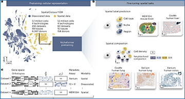 RNASeqBlog's tweet card. Nicheformer - a new foundation model that reveals how cells are organized in tissues