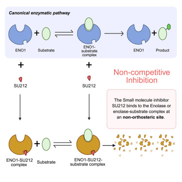 CellRepMed's tweet card. Tailor et al. identify enolase 1 (ENO1) as the target of SU212, a promising therapeutic candidate for triple-negative breast cancer (TNBC). By inducing ENO1 degradation, SU212 reduces tumor growth...
