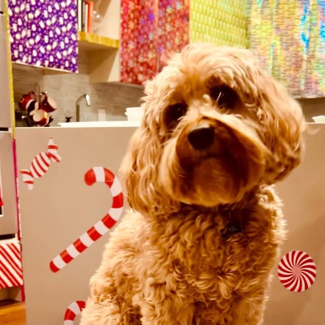 HelloPixelPup's tweet card. Pixel the Pup (@hellopixelpup) • Instagram photo