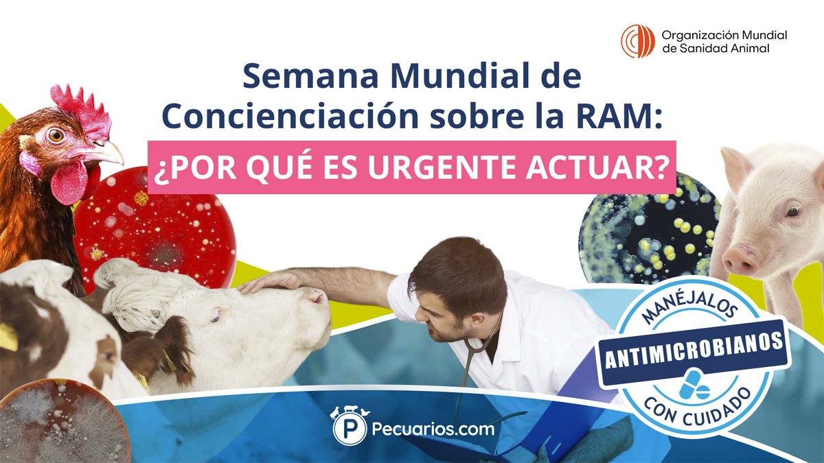 pecuarios's tweet card. La Semana Mundial de Concienciación sobre la Resistencia Antimicrobiana llama a usar los antibióticos con responsabilidad bajo el enfoque Una Sola Salud. Explicamos qué es la RAM y sus implicaciones.