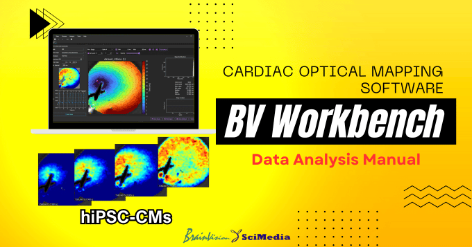 SciMediaLtd's tweet card. The page explains how to analyze cultured cardiomyocyte data and create maps such as activation map and CV map.