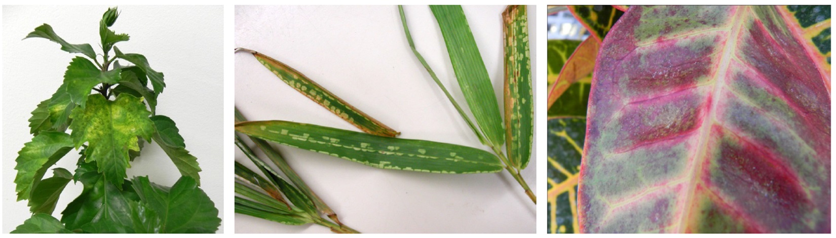 UFTropical's tweet card. Mites are one of the major pests attacking ornamental plants in Miami-Dade County, particularly when it is warm and dry during the spring. One female mite can produce 13,000 mites in a month at an...