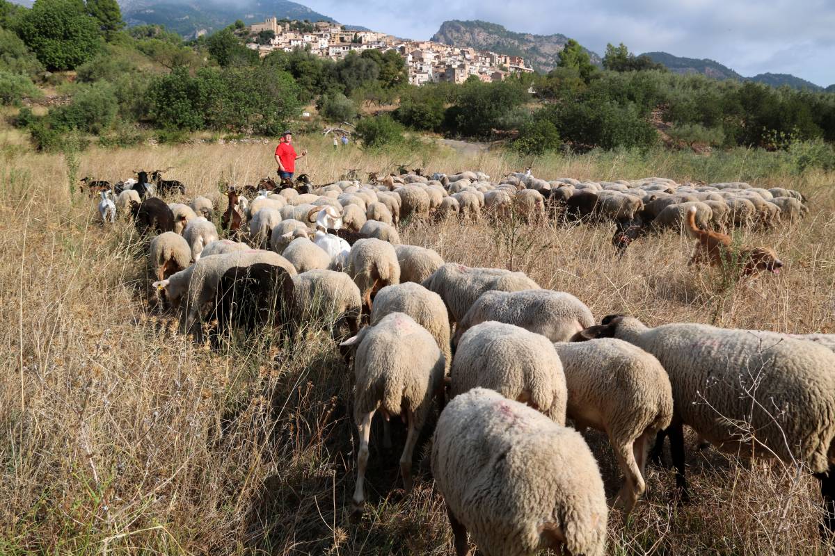 Copate_TE's tweet card. L’Ajuntament amplia els ajuts als dos pastors del poble, que podran cobrar fins a 300 euros per hectàrea gràcies al suport de la Diputació de Tarragona