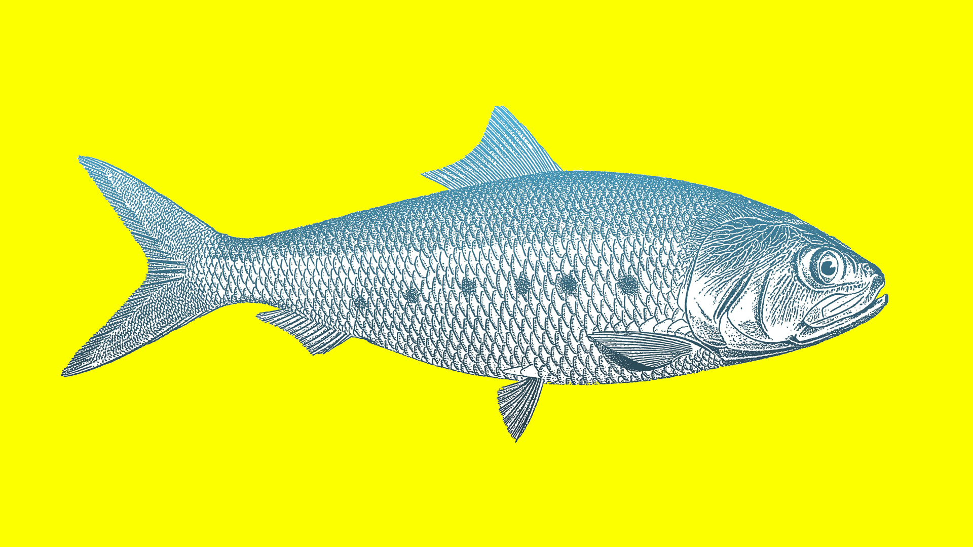 FishBaseProject's tweet card. Fishing efforts multiplied nine times between 1970 and 2008. And yet the more we fish, the less fish we are catching.