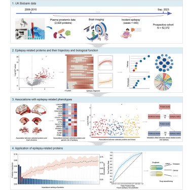 CellRepMed's tweet card. Zhang et al. utilize large-scale plasma proteomic data to investigate the association between 2,920 plasma proteins and the risk of incident epilepsy. They characterize the temporal trajectories of...