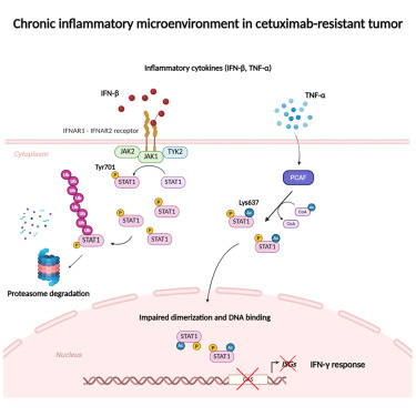 CellRepMed's tweet card. Chiu et al. show that prolonged cetuximab treatment in head and neck cancer triggers STAT1 Lys637 acetylation, disrupts interferon (IFN)-γ signaling, and drives resistance to immune checkpoint...