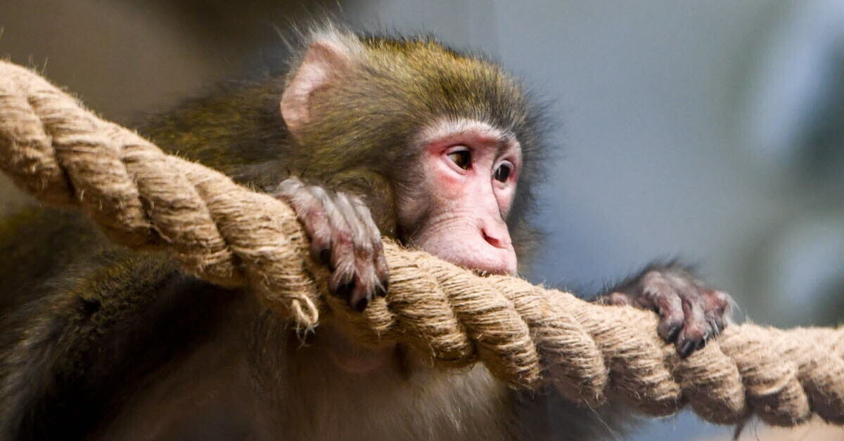 Le_Progres's tweet card. Bas-Rhin. Un homme mis en examen et écroué pour le vol de ouistitis dans un centre de recherche