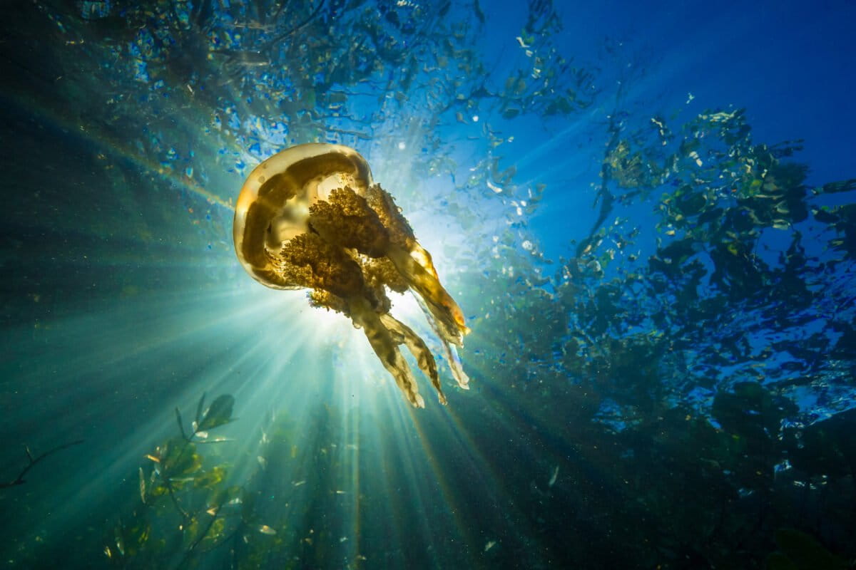 ProfMarkMaslin's tweet card. The first ever pulse check of the planet’s health shows that the Earth is far beyond it’s safe operating space for humanity. Six of nine key planetary boundaries are already transgressed, and...