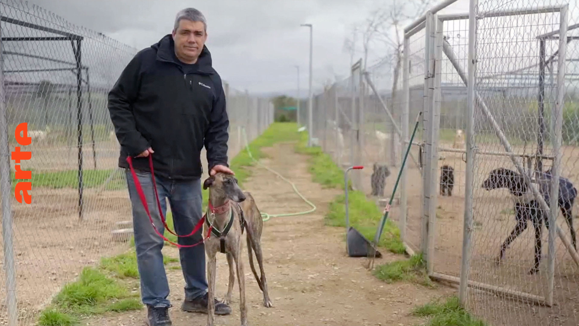 CAS_Int's tweet card. Re: Die Qualen der spanischen Windhunde - Die ganze Doku | ARTE