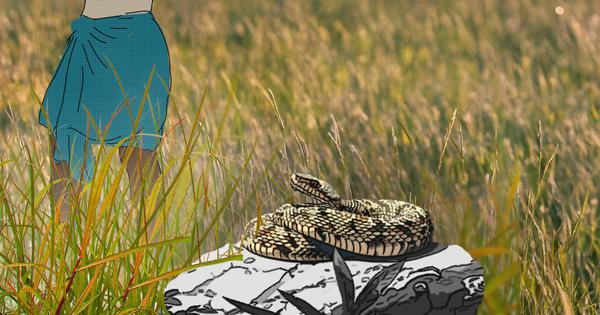 scroll_in's tweet card. Increasing access to anti-snake-venom is not enough to protect people, experts say. What is needed is an ecological approach.