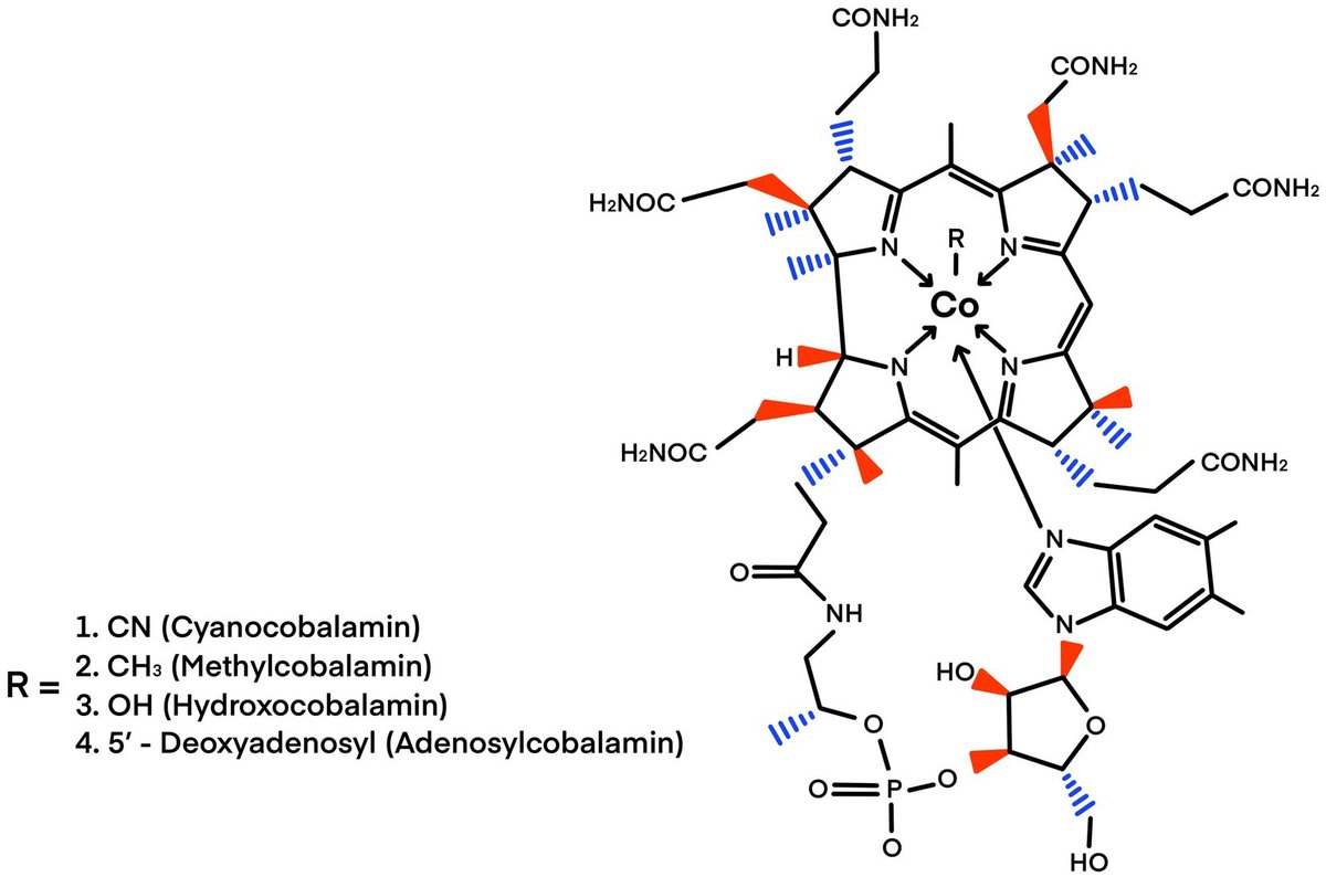 FrontMicrobiol's tweet card. The intricate relationship between prokaryotic vitamin B12 (cobalamin) producers and metazoans in deep-sea ecosystems, particularly within ferromanganese cru...
