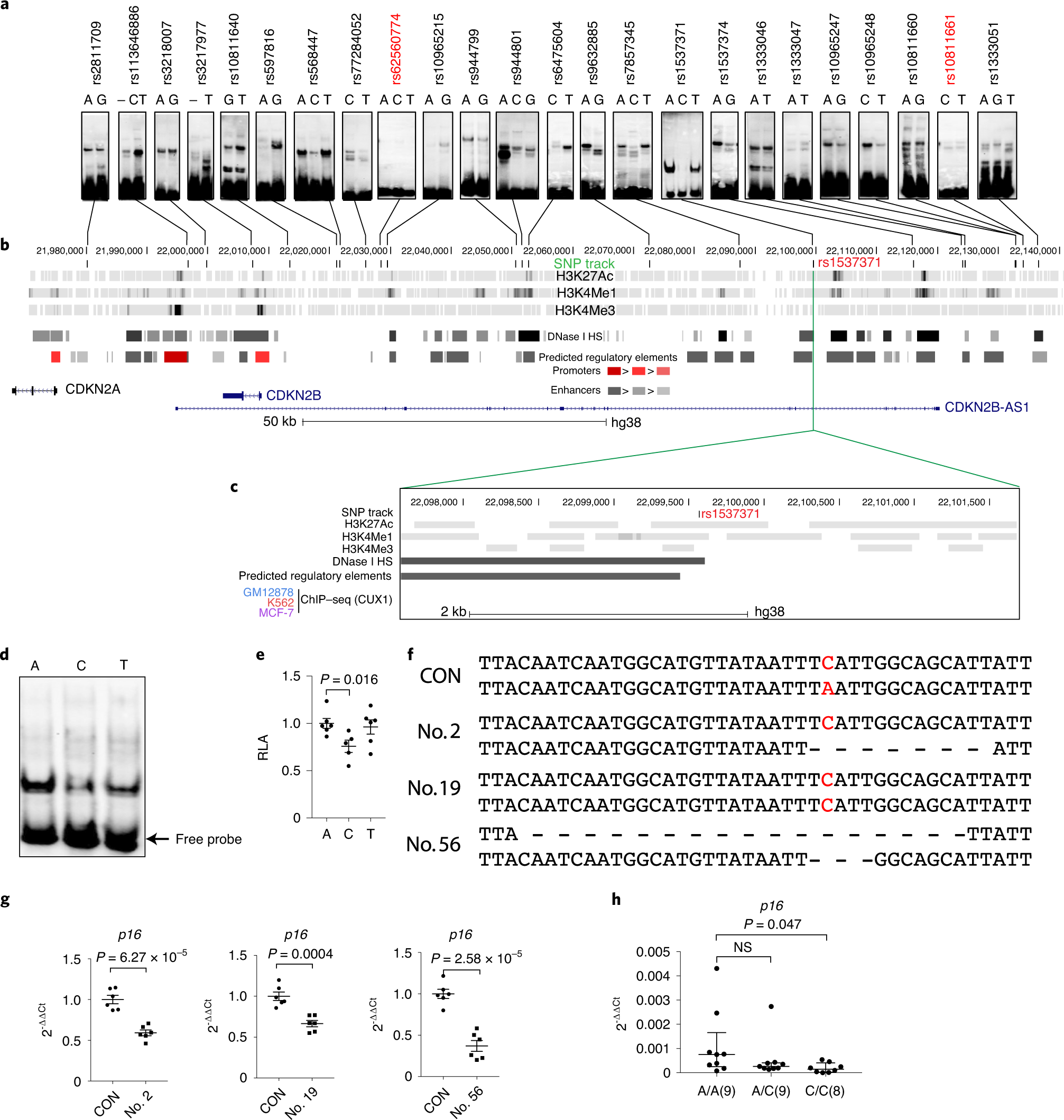 NatureAging's tweet card. Nature Aging - The molecular mechanisms that regulate senescence are incompletely understood. Here the authors couple high-throughput mapping of disease-associated functional SNPs (fSNPs) with...