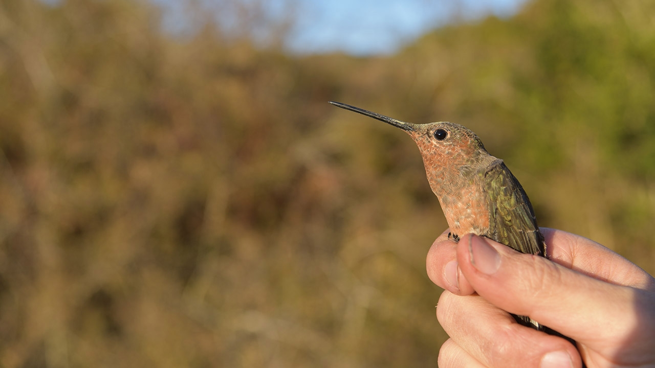 UNM's tweet card. Researchers from UNM’s Museum of Southwestern Biology (MSB) have uncovered the giant hummingbird’s extreme long-distance migration for the first time. Their eight-year study, Extreme elevational...