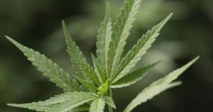 VOFRCVT's tweet card. PHOENIX - Researchers at the University of Arizona report they've found little credible research showing marijuana is effective in treating post-traumatic stress disorder.