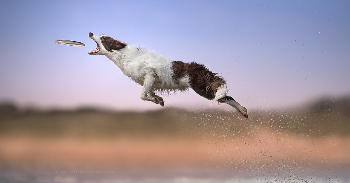 metincagdas's tweet card. It’s a bird... it’s a plane... it’s a dog catching a frisbee!