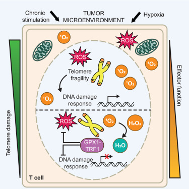 DelgoffeLab's tweet card. The functional state of tumor-infiltrating lymphocytes is a critical determinant of antitumor immunity and response to immunotherapy. Rivadeneira et al. demonstrate that mitochondrial ROS accumulat...