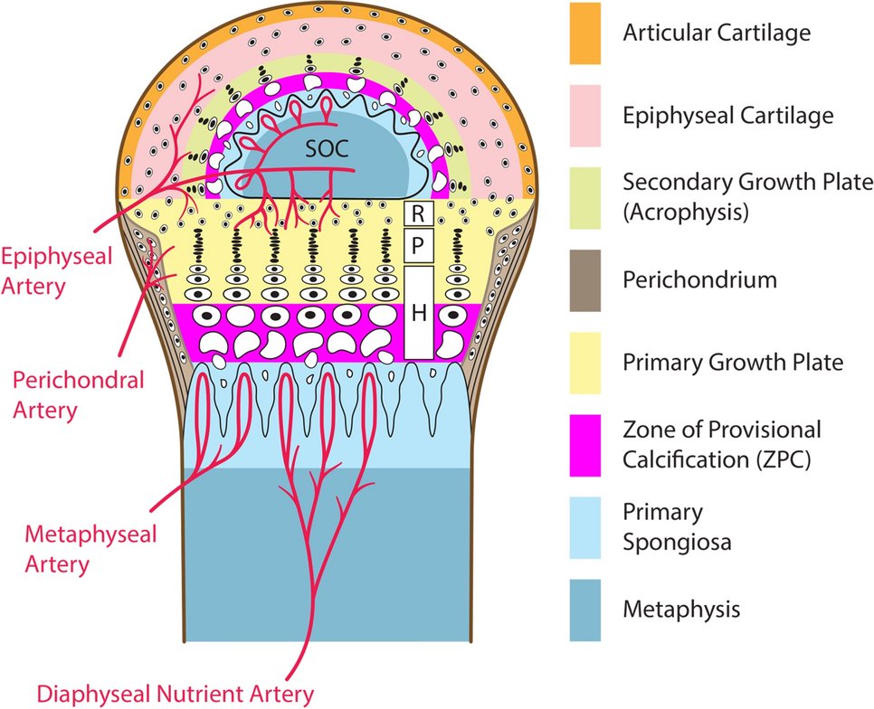 rmeyersdpt's tweet card. Sports Medicine - Stress injuries involving the epiphyseal–physeal–metaphyseal complex affecting the extremities of child and adolescent athletes were first described in the early...