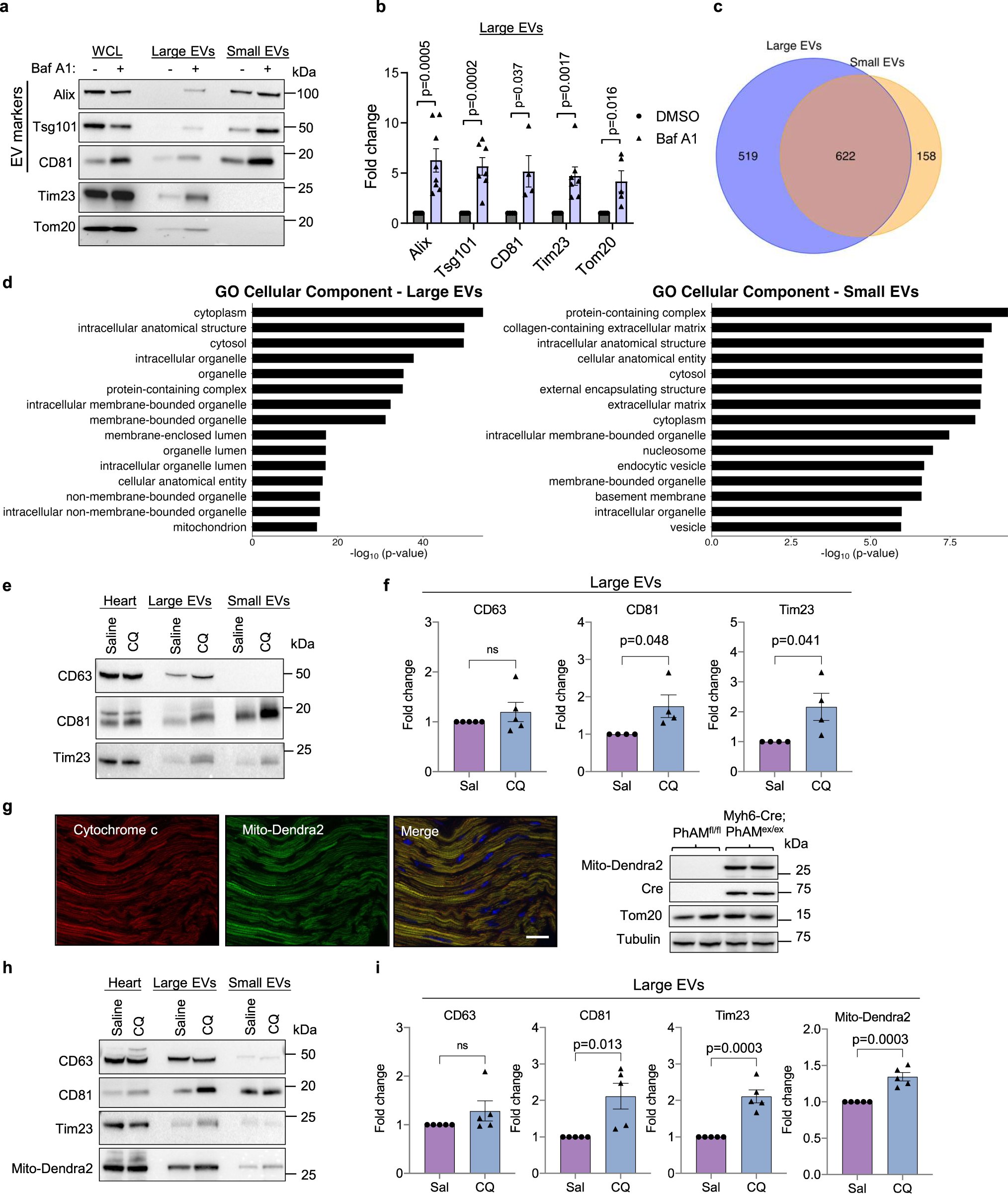 FrezzaLab's tweet card. Nature Communications - Mitochondrial quality control is critical for cellular homeostasis and survival. Here, the authors identify that defective mitochondria can be eliminated via secretion in...
