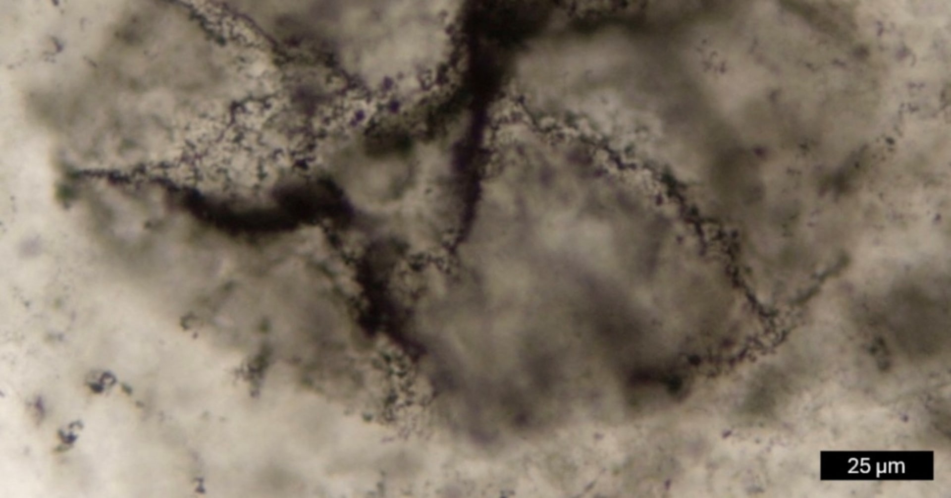 MathtieTaylor's tweet card. Scientists have detected some of the oldest signs of life on Earth using a new method that recognizes chemical fingerprints of living organisms in ancient rocks, an approach that also holds promise...