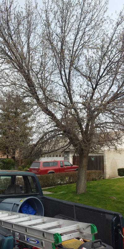 BakersfieldKern's tweet card. Tree service Bakersfield (661) 748-3332 I specialize in tree trimming, skin and trim queen palms, tree removal, and stump grinding.