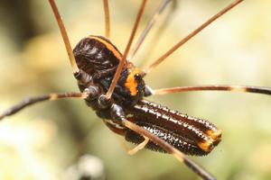 EurekAlert's tweet card. Arachnids called harvestmen are “trimorphic,” featuring three types of males. How does that happen?
