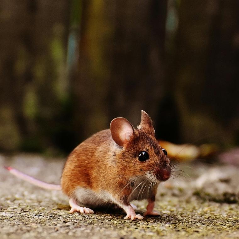 MichePest's tweet card. Learn about effective natural mice repellents for your home or garden. Discover safe and easy-to-use solutions that can help keep rodents away.