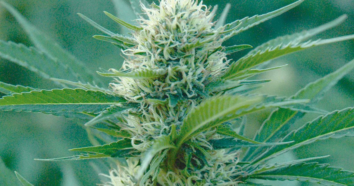 revistacanamo's tweet card. Los metales pesados son un grupo de elementos químicos que se encuentran en la naturaleza y que, en concentraciones elevadas, pueden resultar tóxicos. Los más conocidos y peligrosos son mercurio,...