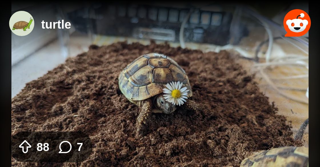 EricBaileyBlog's tweet card. Explore this post and more from the turtle community