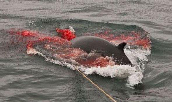 ConnTechinc's tweet card. Norway is continuing their horrific annual slaughter of hundreds of mostly pregnant whales, but we can help stop it. Click here to add your name