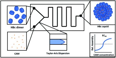Pericas_Lab's tweet card. To date, hepatitis B virus (HBV) capsid assembly modulators (CAMs), which target the viral core protein and induce the formation of non-functional viral capsids, have been identified and characteri...