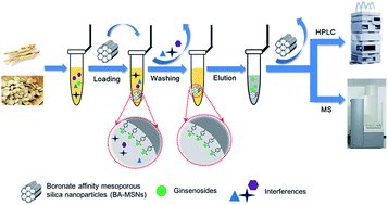 microextraction's tweet card. Panax ginseng has been one of the most famous traditional herbs in eastern Asia as well as North America for thousands of years. Ginsenosides are considered to be the main bioactive constituent with...