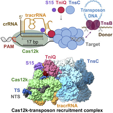 irma_querques's tweet card. Cryo-EM structure of a type V CRISPR-associated transposon recruitment complex reveals the mechanism linking the RNA-guided pseudonuclease Cas12k and the transposition machinery, and the involvement...