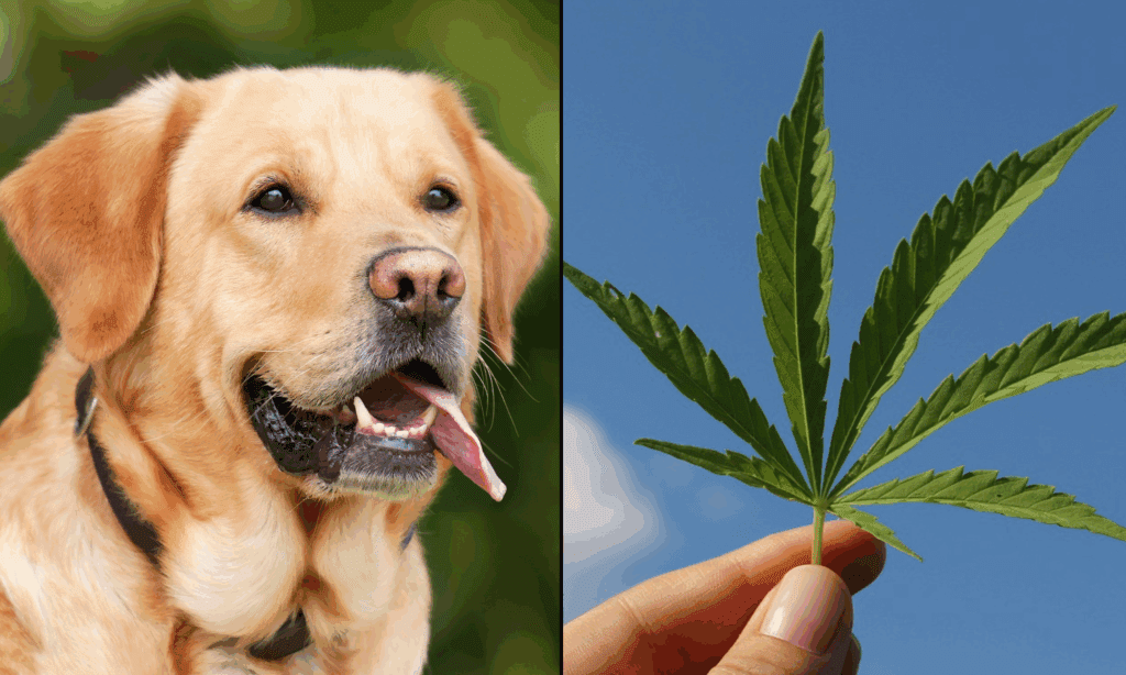 MarijuanaMoment's tweet card. The federal hemp ban that was included in a spending bill President Donald Trump signed last week could inadvertently hurt a patient demographic that isn’t usually associated with cannabis: Dogs,...