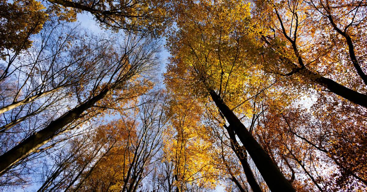 nupian_GmbH's tweet card. In der ersten Woche, vom 13. bis 18. Oktober, läuft das beliebte inklusive Mitmach-Zirkusprojekt am Grünen See in Kooperation mit der Lebenshilfe. Bis zu 100 Kinder im Alter von sechs bis 13 Jahren...