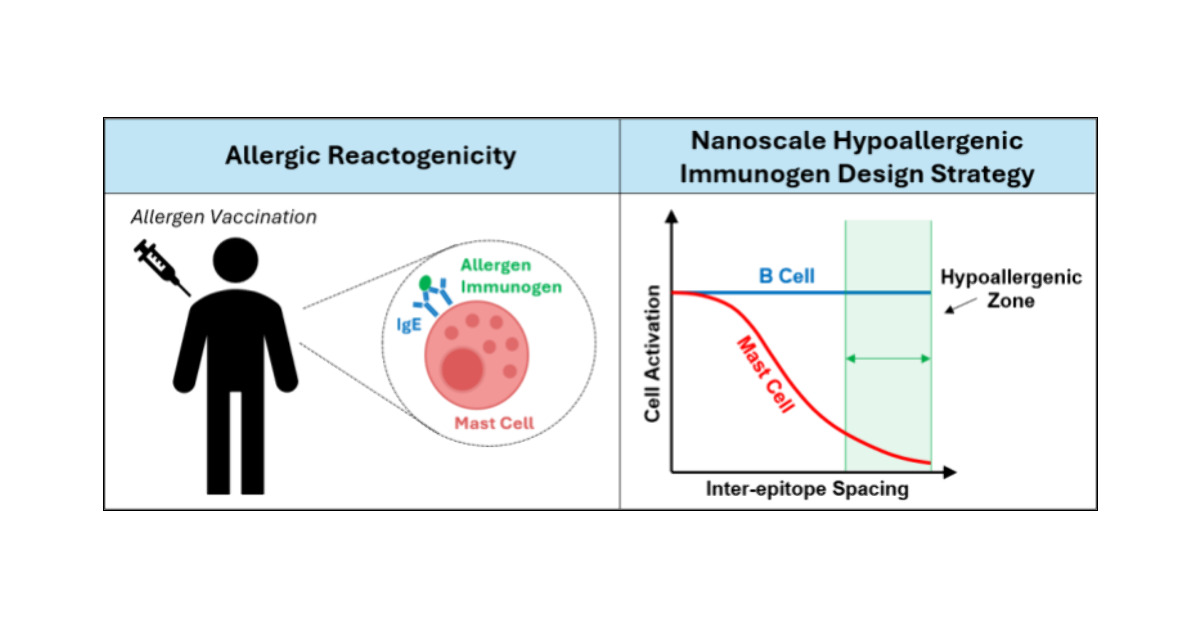 LabCollier's tweet card. Therapeutic allergen vaccine immunogens can trigger IgE-mediated mast cell activation, resulting in allergic reactions. Here, we report on a mode of hypoallergenic immunogen design that enables...