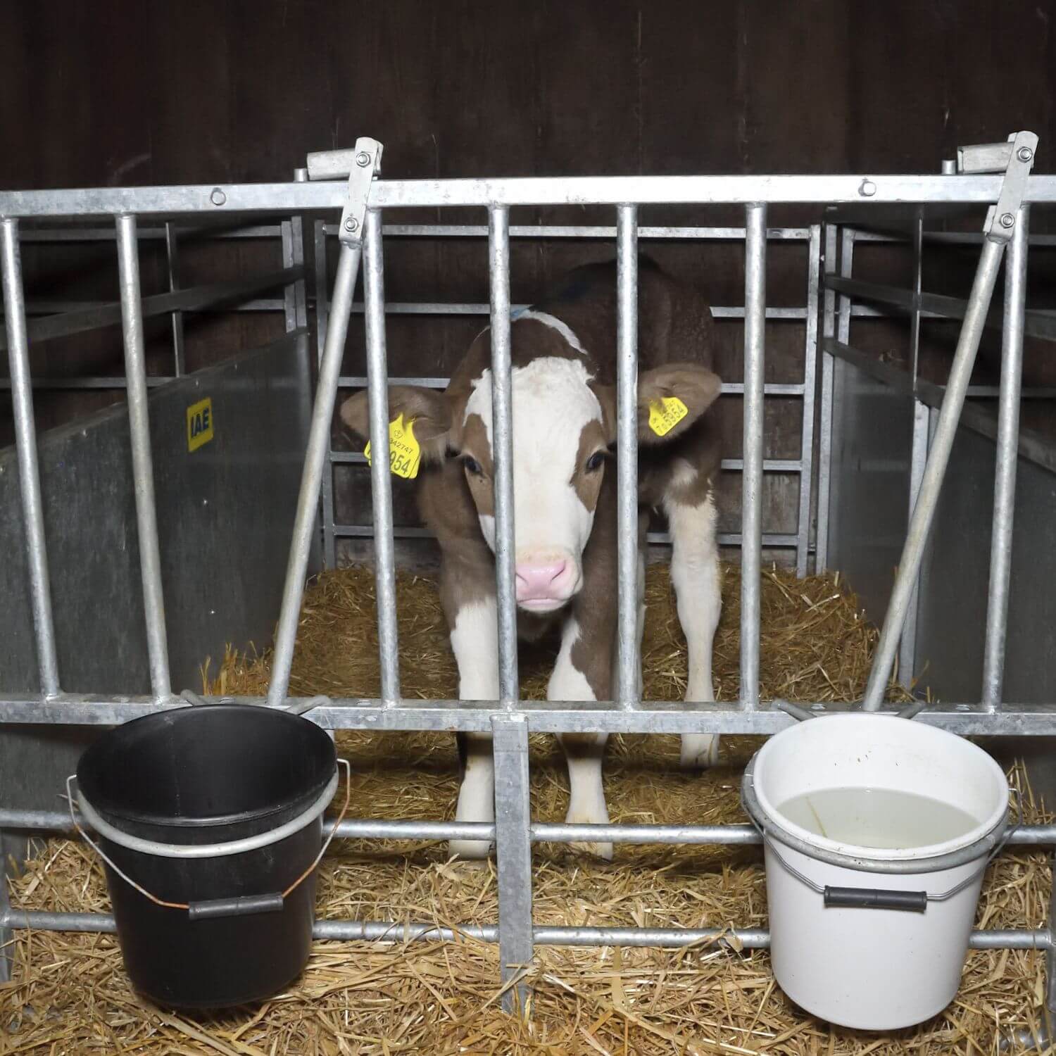 monkey_moo18's tweet card. Every year, billions of animals suffer in factory farms worldwide, including here in the UK. Help us stop it.