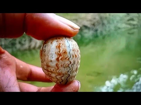 fosiljawatimur's tweet card. Wow AMAZING,⁉️ Ekspedisi Pencarian Fosil di Sungai purba.