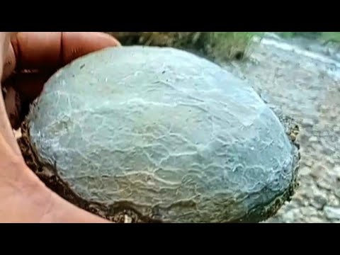 fosiljawatimur's tweet card. WOW,⁉️ Ditemukan Jejak Fosil di tepi Sungai.