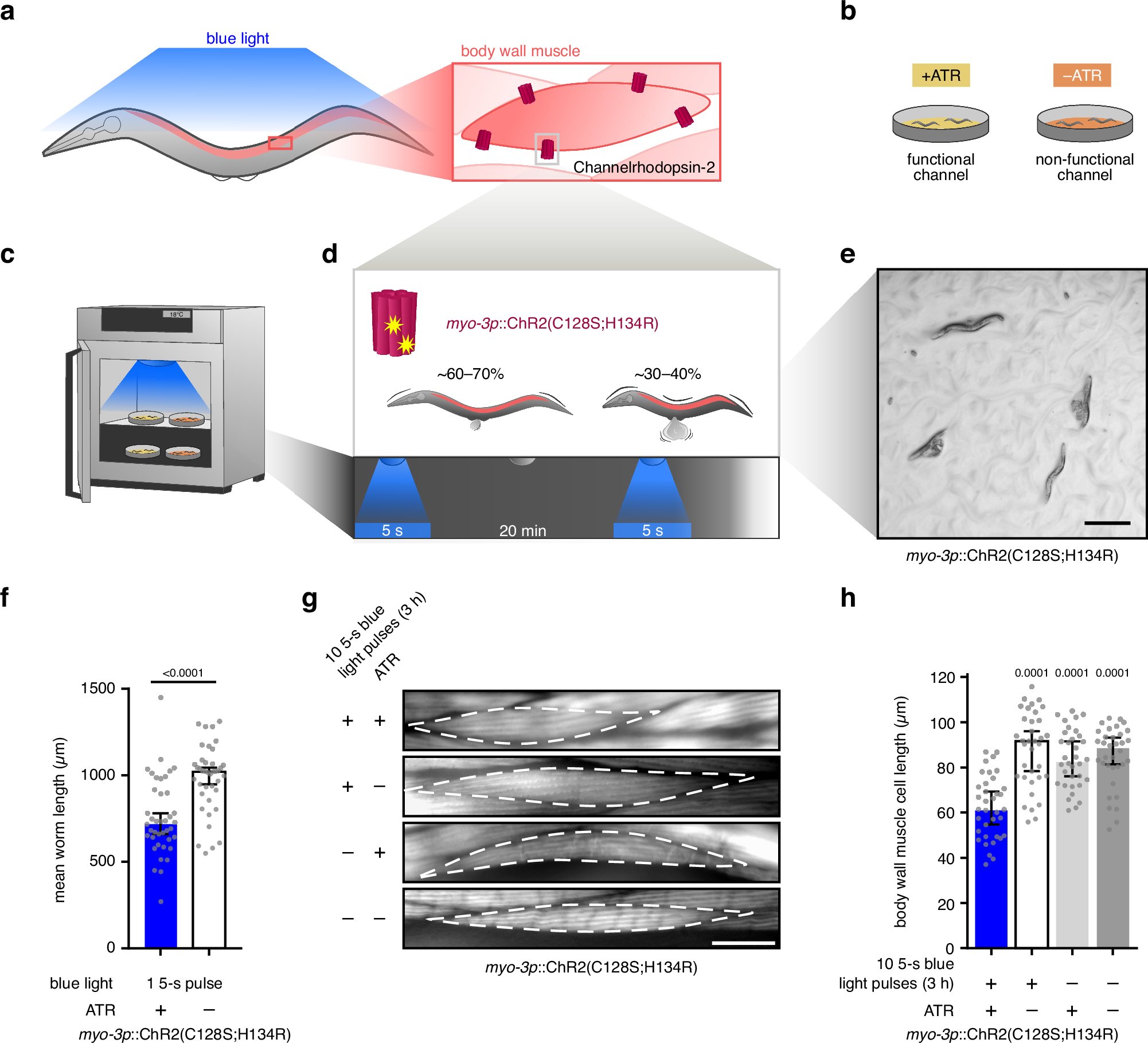 wojtek_pokrzywa's tweet card. Nature Communications - Mechanical stress during muscle contraction constantly threatens the proteome. Here, Kutzner et al. present the OptIMMuS model and identify the TRIM E3 ligase NHL-1 to...