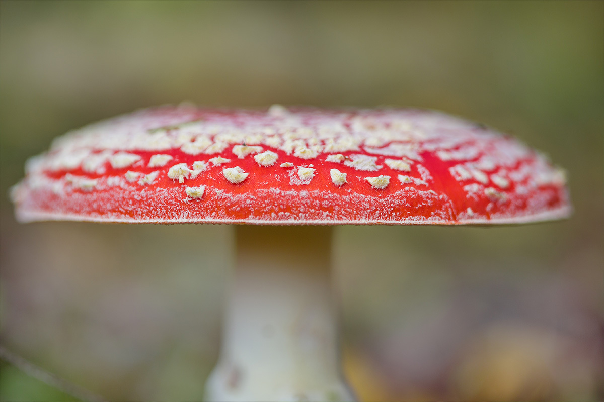 doubleblindmag's tweet card. Federal and state agencies are cracking down on Amanita muscaria products after hospitalizations and mystery ingredients surface.