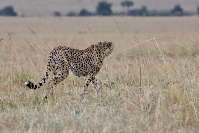 OneToad4u's tweet card. Taken with a Canon EOS R3 RF100-500mm ISO 5000 400mm f10 1/640s Taken in Maasai Mara 2022. This poor fellow was looking for his mate who was eaten by hyenas the night before after she got injured i…