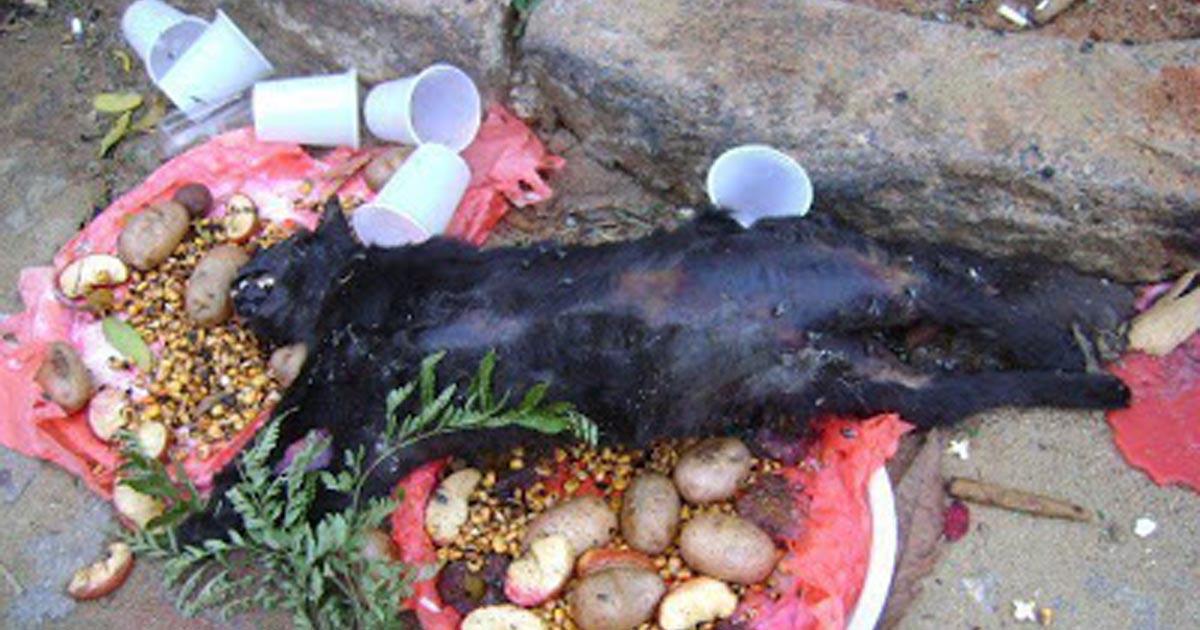 SimoneSimoni11's tweet card. E disumano ciò che viene fatto agli animali nei loro rituali. Il modo in cui li uccidono è troppo crudele. Questo deve finire, Lottiamo insieme per questi esseri innocenti che sono stati creati anche