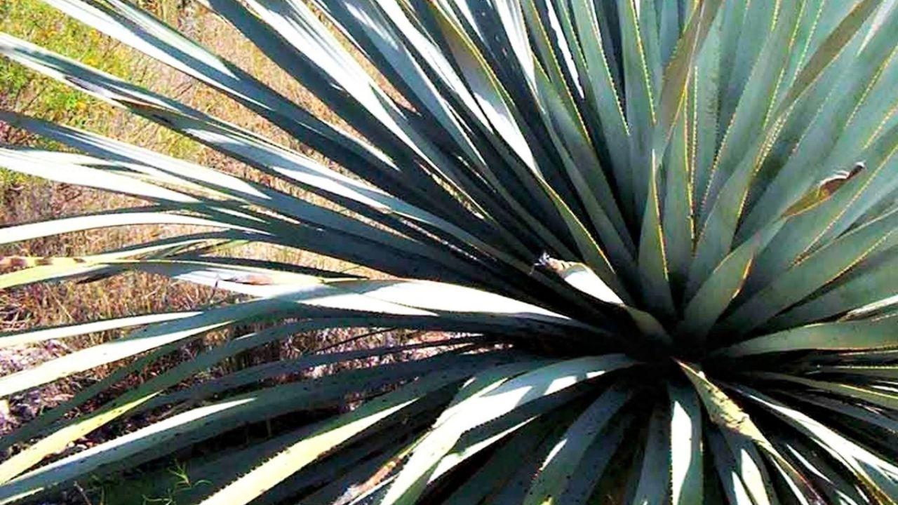 Mezcaloteca's tweet card. Originario de las zonas serranas y desérticas de Chihuahua y Durango, el sotol es un destilado con denominación de origen con características únicas